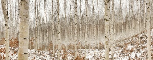 birch trees